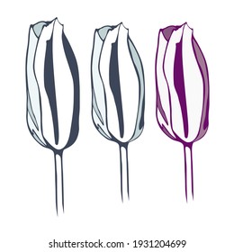 isolated element gray and lilac three tulips vector