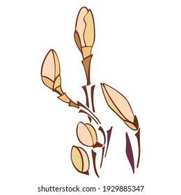 isolated element magnolia branch five buds golden vector 