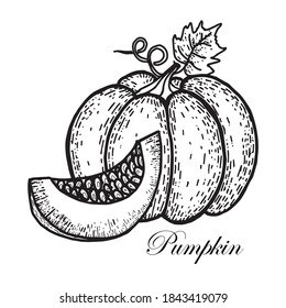 Isolated element on a white background. Large pumpkin with curl and leaf. Piece from a pumpkin. Realistic doodle style. Vector. Black and white image of a pumpkin. Ideal for decorating cafes, posters.