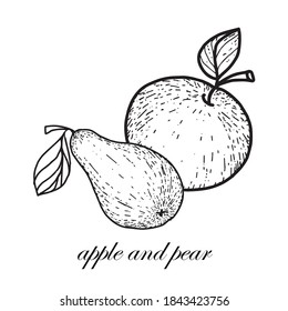 Elemento aislado sobre un fondo blanco. Estilo Doodle manzana y pera. Vector. Imagen en blanco y negro. Apple y pera con hojas. Ideal para la decoración de menús, carteles y postales.