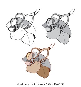
elemento aislado flor orquídea negro color gris blanco vector