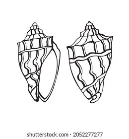 isolated element sea shell ornamented two-sided view black and white ink sketch reworked into vector