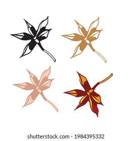 isolated element spice star star anise black and white different colors vector
