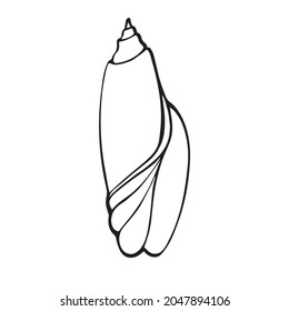 isolated element tall twisted shell ink sketch black and white vector 