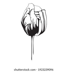 isolated element tulip flower black and white vector 