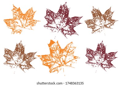 Isolated elements for decorative floral design, vintage background. Natural ink imprint of autumn leaf with streaks and texture. Set with stamp leaves. Vector illustration.