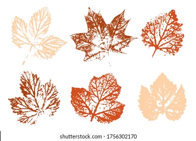 Isolated elements for decorative floral design, vintage background. Natural ink imprint of autumn leaf with streaks and texture. Set with stamp leaves. Vector illustration.