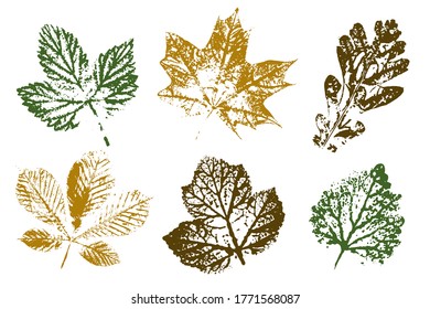 Isolated elements for decorative floral design, vintage background. Natural ink imprint of autumn leaf with streaks and texture. Set with stamp leaves. Vector illustration.