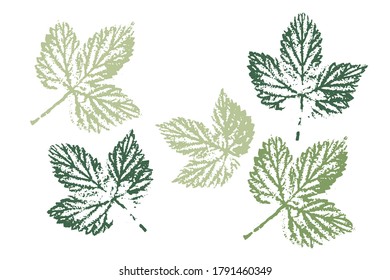 Isolated elements for decorative floral design, vintage background. Autumn foliage, vector colored illustration. Set with stamp leaves. Vector illustration.