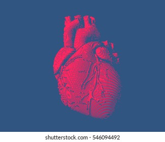 Isolated engraving colorful red human heart illustration on dark blue background