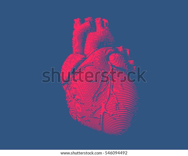 Isolated engraving colorful red human heart\
illustration on dark blue\
background