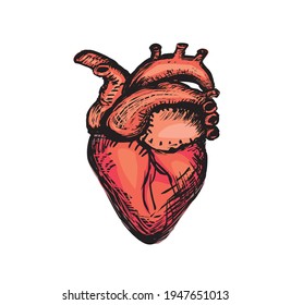 Dibujo aislado del vector del corazón humano rojo grabado en fondo blanco