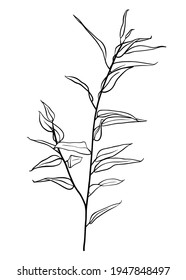 Isolated eucalyptus branch on white background. Contour drawing by hand. Doodle Style