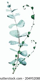 Isolated eucalyptus leaves branch arrangement. Traced vector watercolor. Hand drawn illustration on white background. Water colour drawing.