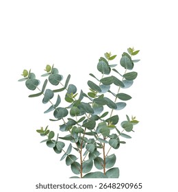 Isolated Eucalyptus Tree Branch with Aromatic Green Leaves on White