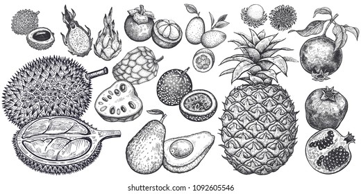 Isolated exotic fruits. Pineapple, avocado, pomegranate, lychee, durian, passion fruit, kumquat, cherimoya, dragonfruit, mangosteen and rambutan. Black and white. Vintage vector illustration.