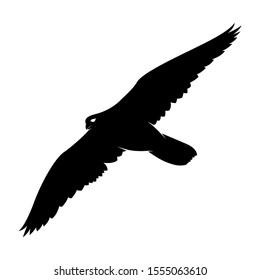 isolated falcon bird vector. silhouette eagle on white background. hawk cutout