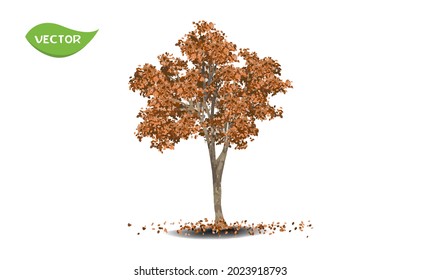 Isolated fall leaves tree on white background. Single tropical tree in vector illustrative. Concept for landscaped decoration of tree in garden and architectural design in autumn