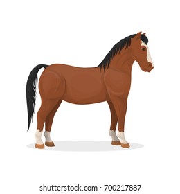 Isolated farm brown and black horse on white background.