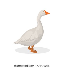 Isolated farm goose on white background. Farm animal.