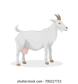 Isolated farm grey goat on white background.