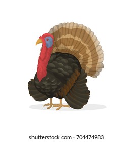 Isolated farm turkey on white background. Farm animal.