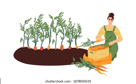 Isolated farmer woman growing carrots cartoon illustration. Gardening, harvesting hand drawn doodle banner design. Eco lifestyle, home garden, local food printing card