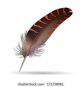 isolated feather on white background