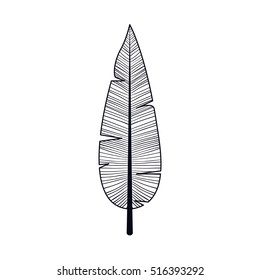 Isolated feather plume design