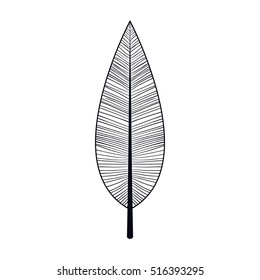 Isolated feather plume design
