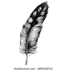 Pluma aislada del ala. Elemento de ilustración aislado. Pluma vectora para fondo, textura, patrón de envoltura, marco o borde.