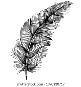 Feather Drawing Images Stock Photos Vectors Shutterstock