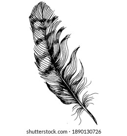 Isolated feather from wing. Isolated illustration element. Vector feather for background, texture, wrapper pattern, frame or border.