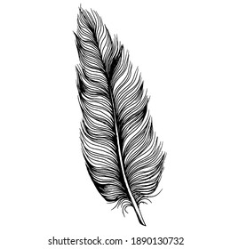 Pluma aislada del ala. Elemento de ilustración aislado. Pluma vectora para fondo, textura, patrón de envoltura, marco o borde.