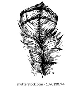 Isolated feather from wing. Isolated illustration element. Vector feather for background, texture, wrapper pattern, frame or border.