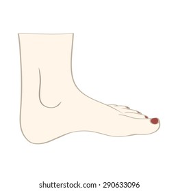 Isolated feet in vector