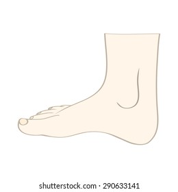 Isolated feet in vector