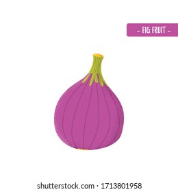 Isolated fig fruit in modern flat style. Healthy exotic purple food. Vitamin plant. Vector Illustration 