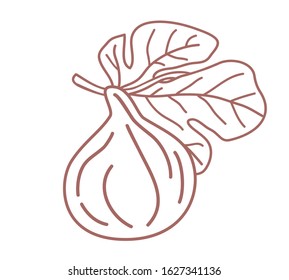 Isolated fig outline design vector illustration sketc . Single fig fruit on a branch with leaf isolated on white background