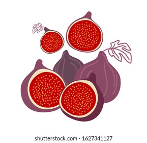 Isolated figs, design colorful vector illustration. Collection of whole and sliced fresh fig fruits isolated on white background