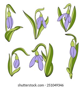 isolated first flowers of spring snowdrops 