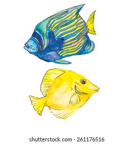 Isolated fish. Tropical fish on a white background.