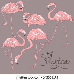 Isolated flamingos in different positions on a grey background