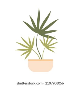 Isolated flat vector illustration of potted houseplant palm tree