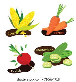 isolated flat vector set of vegetables including corn carrot radish and cucumber in cute and simple graphic style. can be used as the info graphic in health article and many more