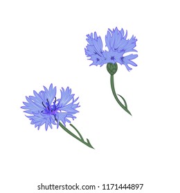 isolated flower cornflower on a white background is perfect for creating compositions