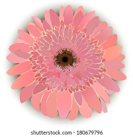 Isolated flower gerberas on white background