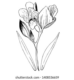 Isolated flower iris. Hand draws field plants in ink. botanical illustration vintage. Sprig with leaves, buds, flowers. Design for print, vintage posters, wallpaper, textiles. - Stock Illustration