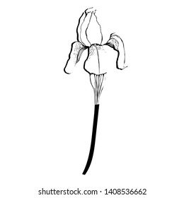 Isolated flower iris. Hand draws field plants in ink. botanical illustration vintage. Sprig with leaves, buds, flowers. Design for print, vintage posters, wallpaper, textiles. - Stock Illustration