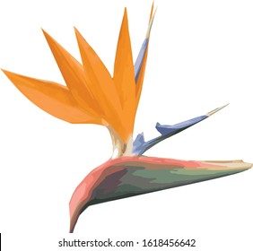 Isolated flower of little bird flower or Strelitzia reginae. Background, illustration or digital paper with spring design. EPS 8 vector